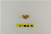 藏品(鋸額豆瓷蟹)的圖片